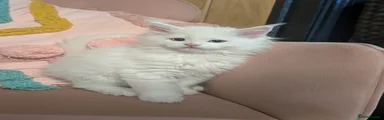 Namaari