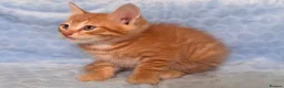 Mixed Breed cats for sale: BSH x Maine coon kittens (various prices) - Advert 8