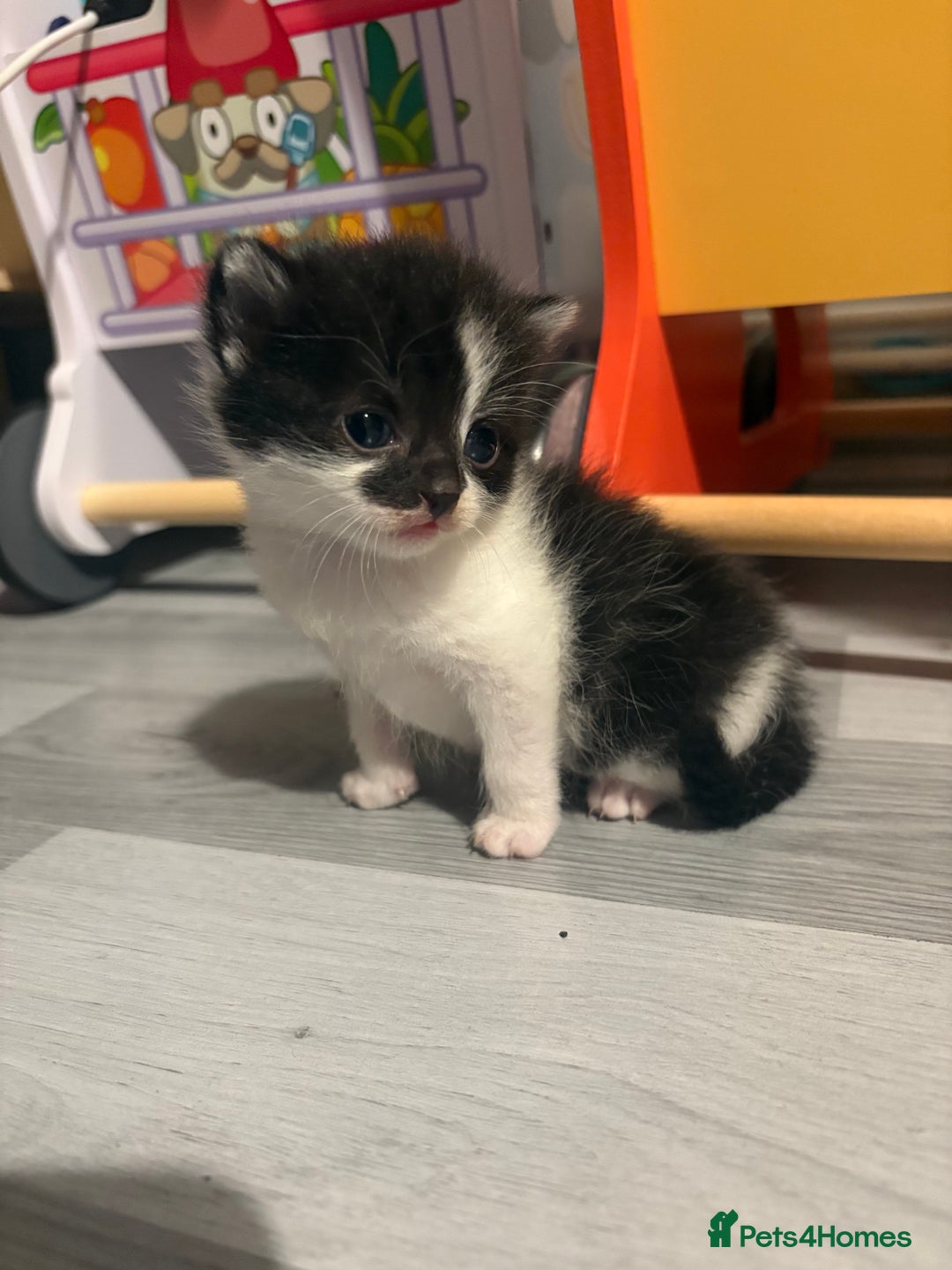 Mixed Breed cats for sale: Gorgeous kittens for sale  - Image 4