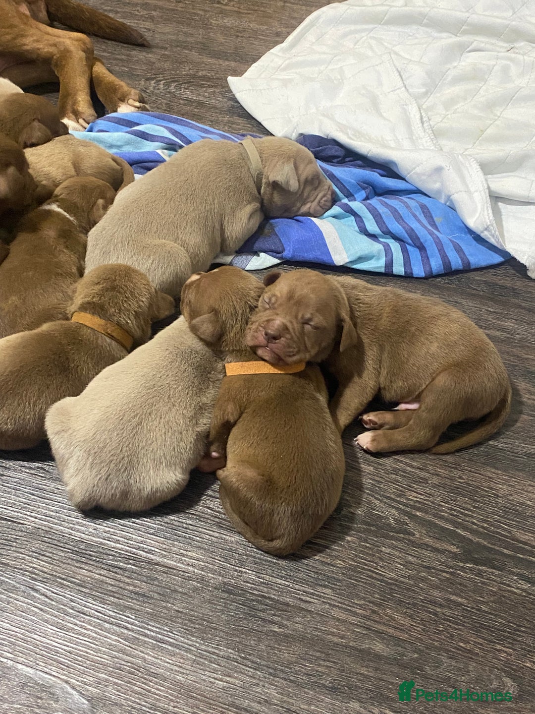 Staffordshire Bull Terrier dogs for sale: Beautiful staff puppies for sale - Image 3