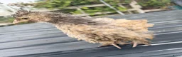 Mixed Breed livestock for sale: Chickens in Ashington - Advert 6