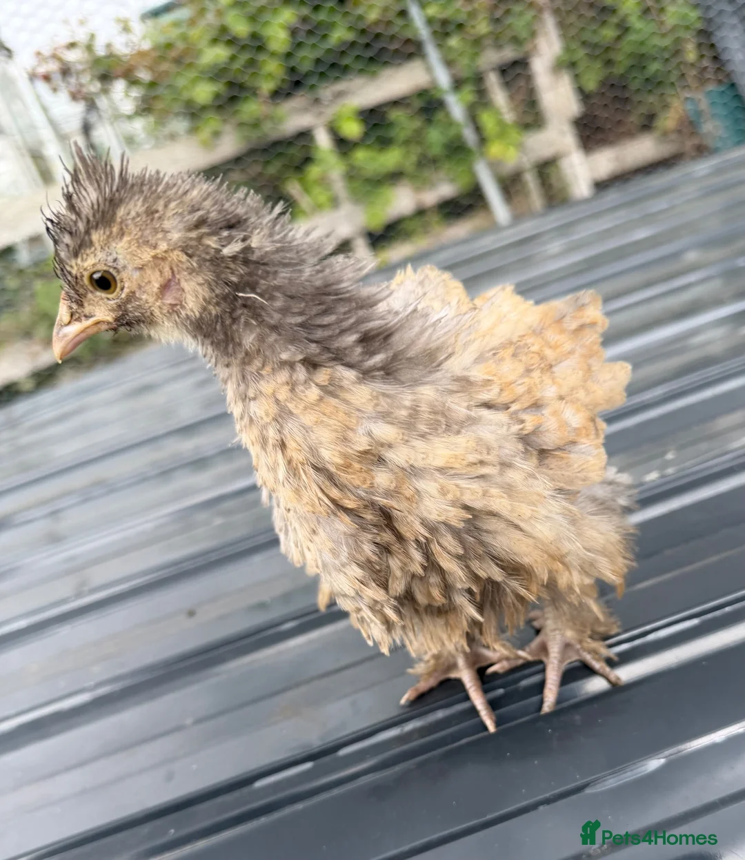 Mixed Breed livestock for sale: Chickens in Ashington - Advert 6