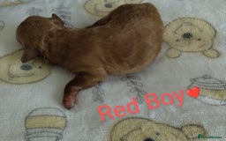 Cockapoo dogs for sale: Stunning Unique Cockapoo Puppies - Image 9