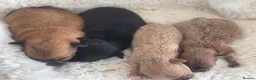 Chihuahua dogs for sale: Chihuahua Puppies in Southport - Advert 6