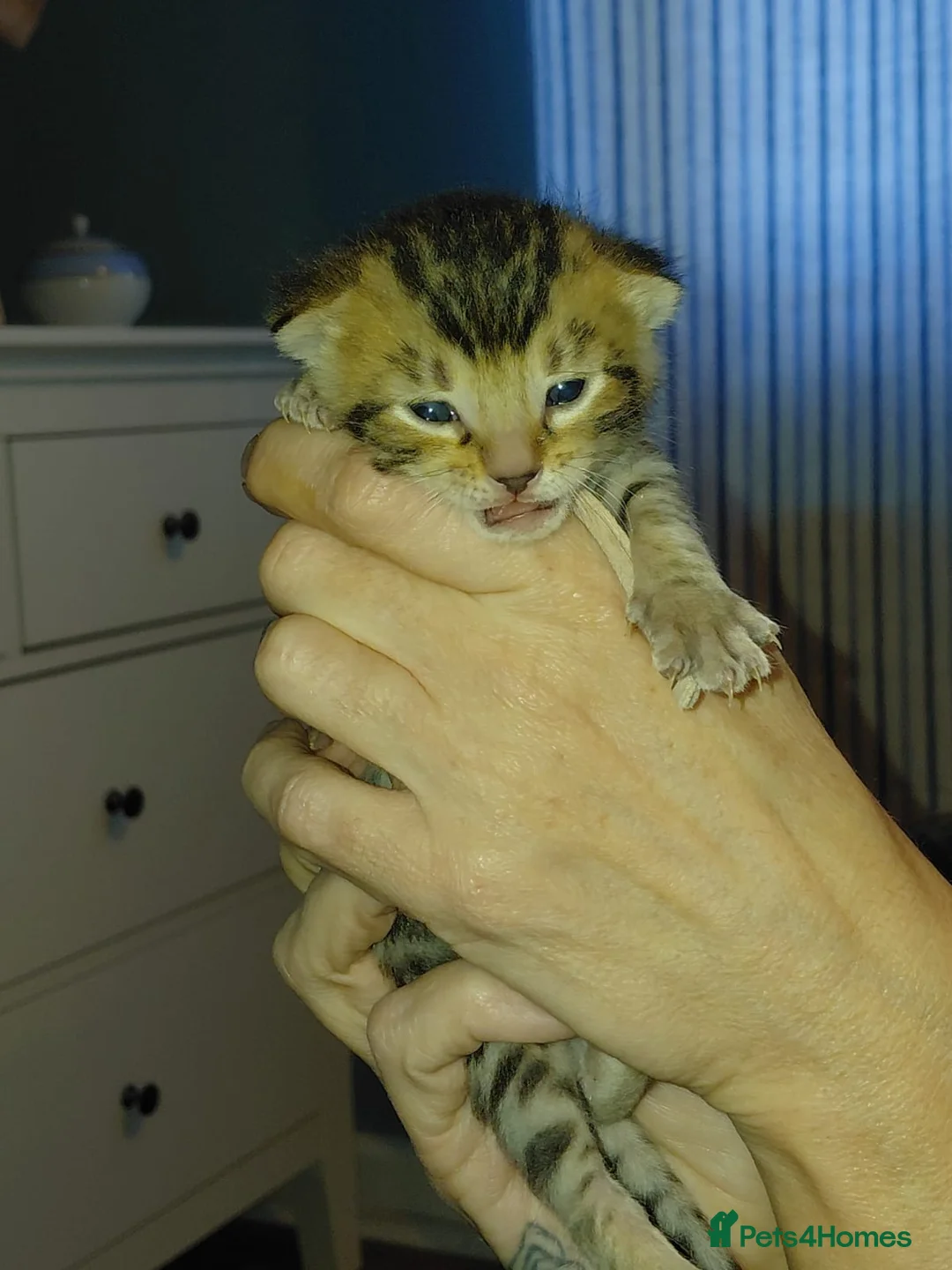 Mixed Breed cats for sale: Gingal kittens x 6 (GINger Tom x benGAL - Advert 2