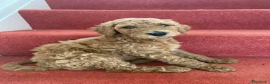 Standard Poodle 6