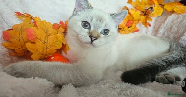 Scottish Fold cats - Advert 3