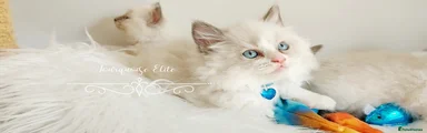 💙 ARMANI WITH BLUE 💙 HEART