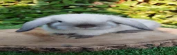 Mini Lop rabbits for sale: Mini lop female baby rabbit - Advert 4
