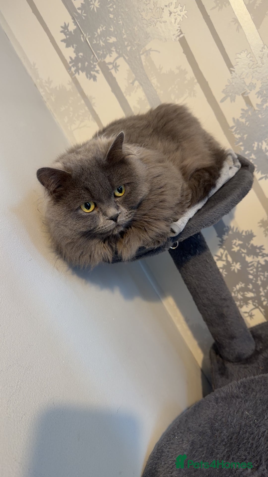 British Longhair cats for sale: Two male British Longhairs (Siblings) - Advert 7