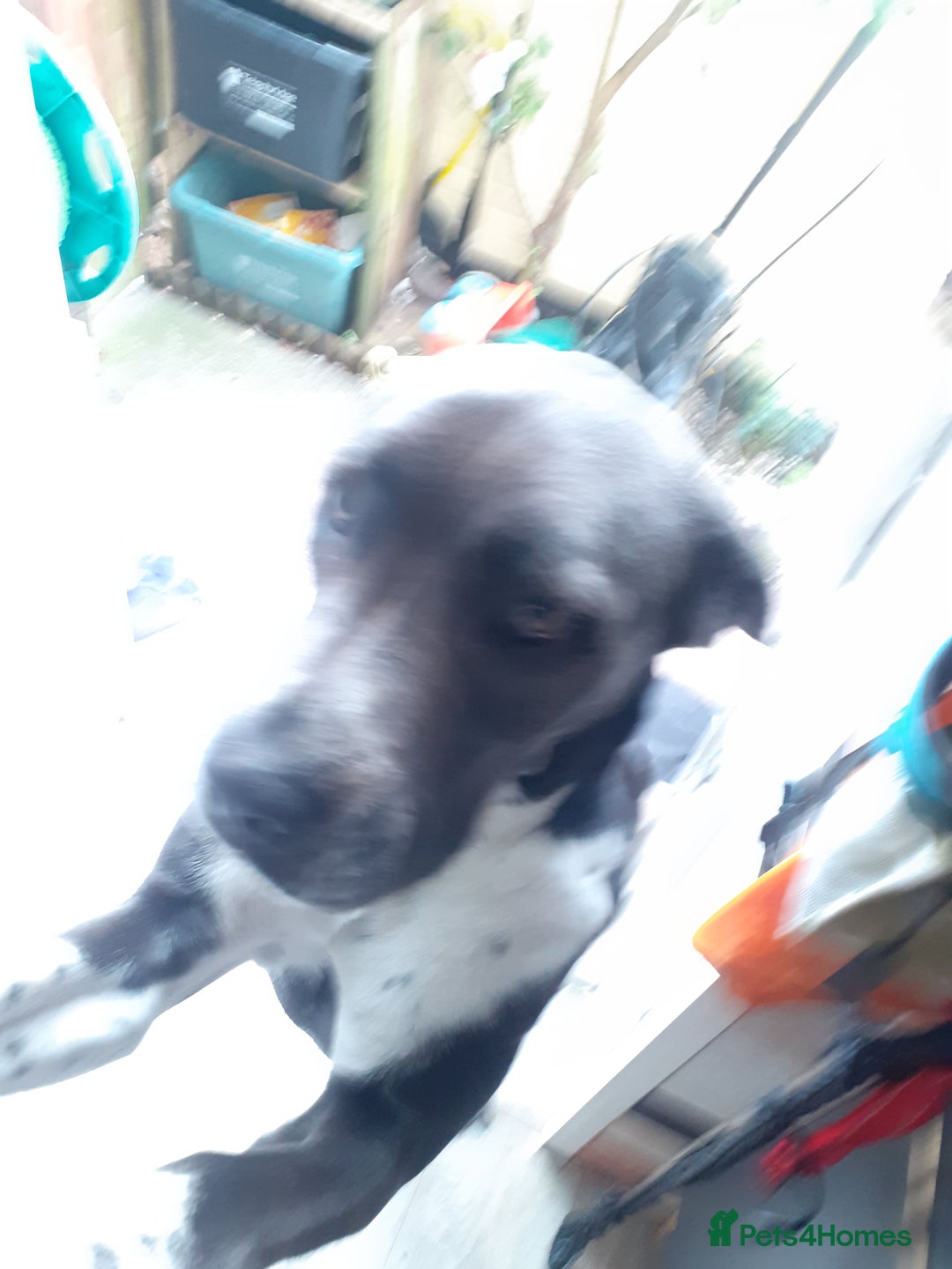 Mixed Breed dogs for sale: Pepper  - Image 2