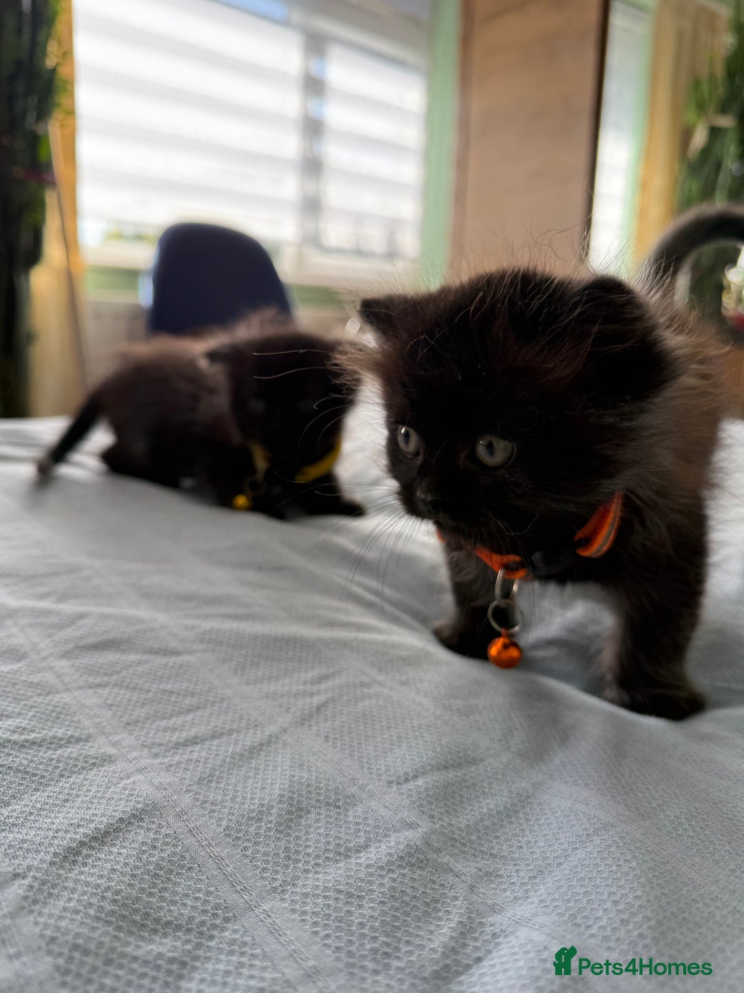 Ragdoll cats for sale: Ragdoll x Persian kittens  - Image 11