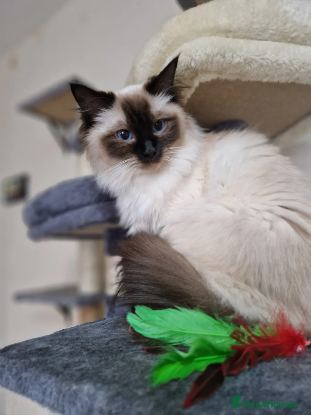 Ragdoll cats for sale: 2 bonded Ragdolls girls  - Advert 1