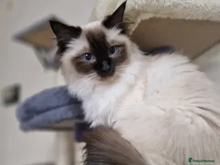 Ragdoll cats 2 bonded Ragdolls girls - Advert 2