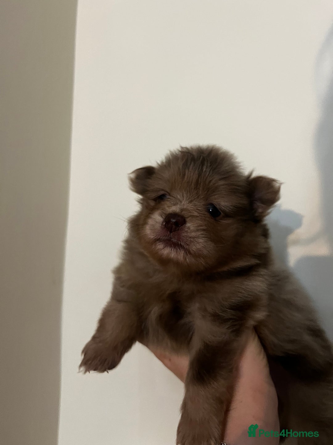 Pomeranian dogs for sale: Fluffy Pomeranian puppy’s MERLE & CHOCOLATE - Advert 12