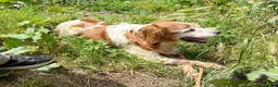 Brittany Spaniel dogs for adoption: Nuca  in Tonypandy - Advert 6