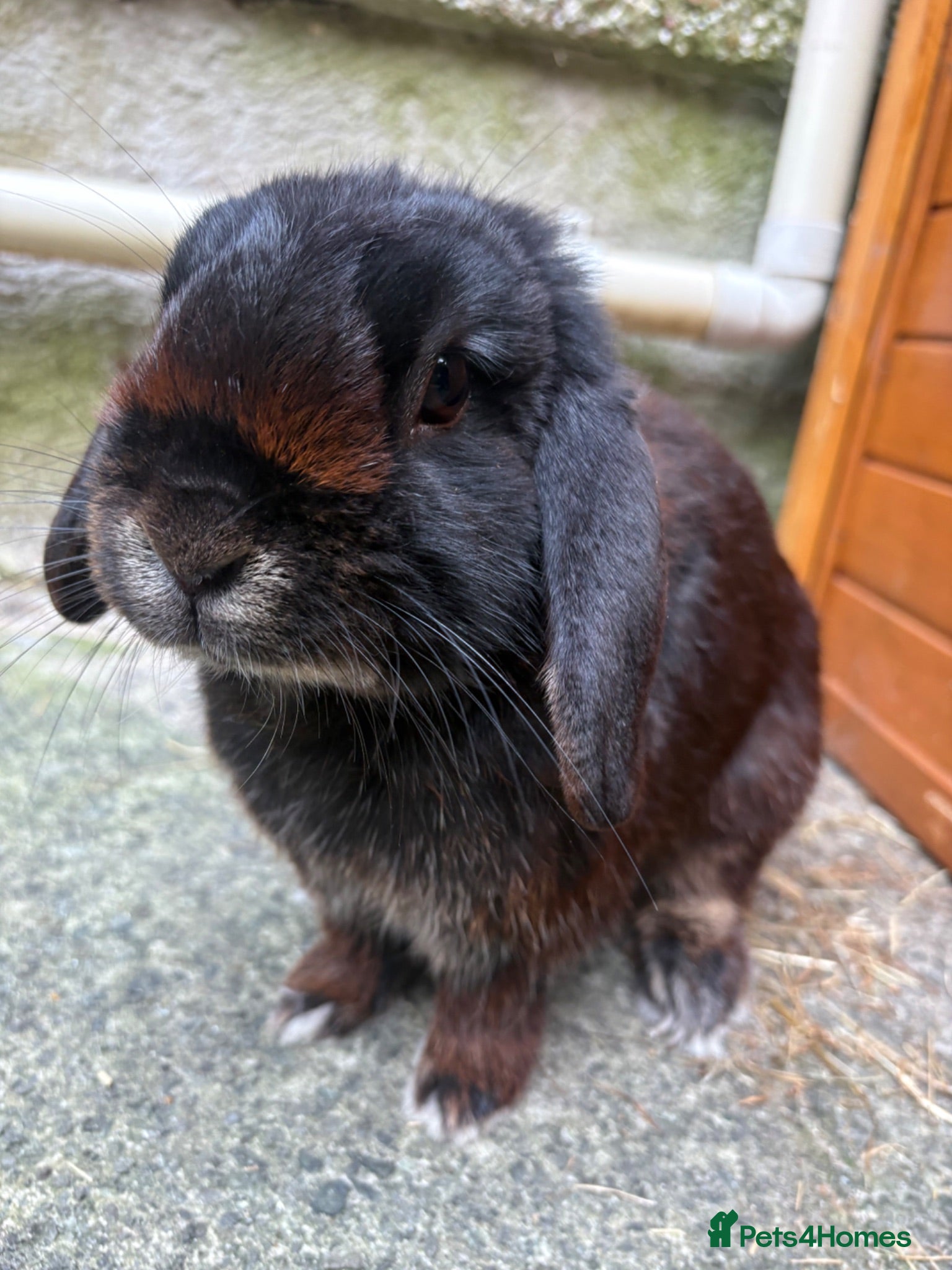 Mini Lop rabbits Gorgeous male black rabbit  - Advert 1