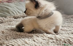 Ragdoll cats for sale: 7 beautiful fluffy Ragdoll cats.  - Image 36