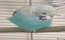 Budgerigars birds for sale: Budgies for sale-INCLUDING TOYS,CAGE,FOOD/WATER - Image 2