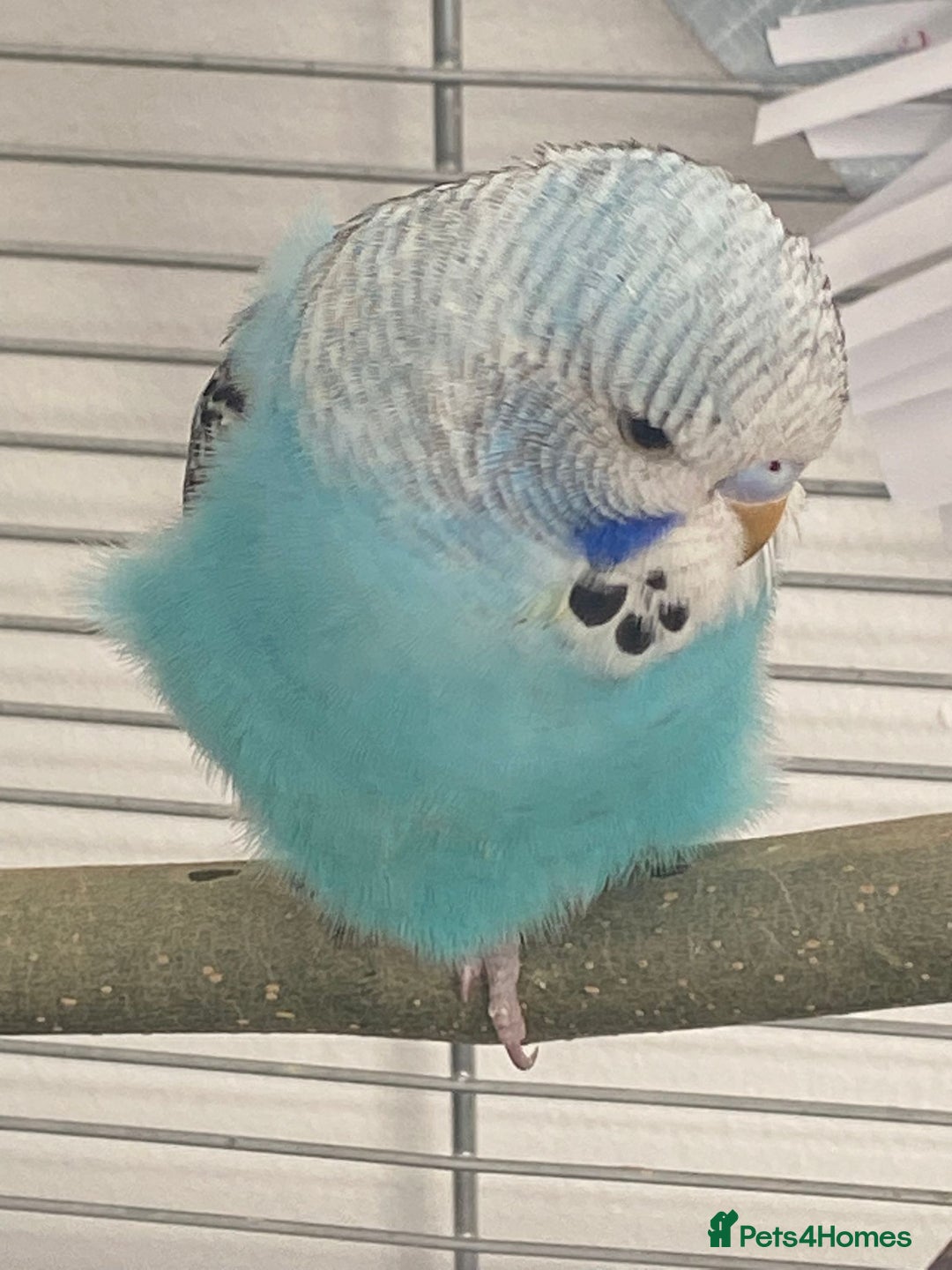Budgerigars birds for sale: Budgies for sale-INCLUDING TOYS,CAGE,FOOD/WATER - Image 2