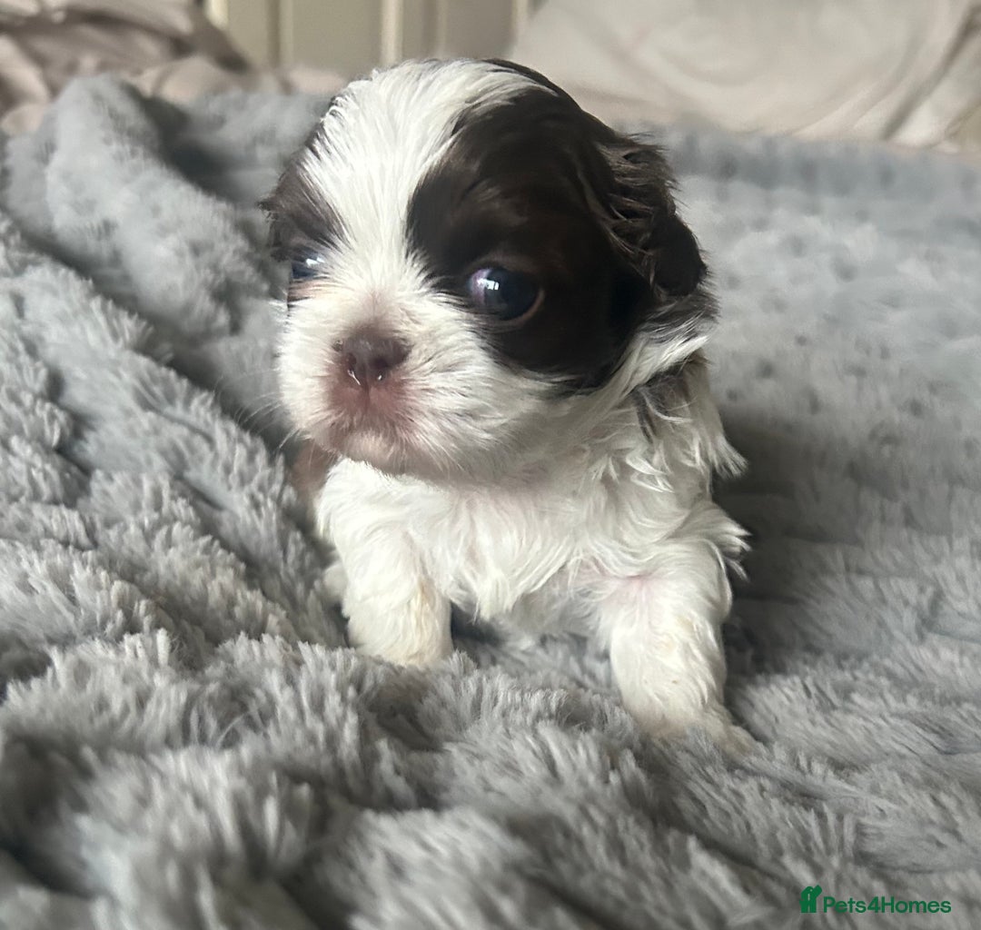 Shih Tzu dogs for sale:  ✨🐶 Exceptional Shih Tzu Puppies Available 🐶✨ - Advert 6