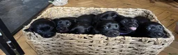 Mixed Breed dogs for sale: Breaking News: The impossible has happened. - Advert 11