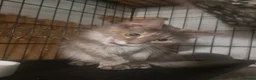 Maine Coon cats for sale: maine coon cross in Tiverton - Advert 7