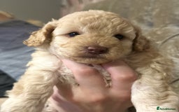 Toy Poodle dogs for sale: 2 beautiful toy poodle puppies READY NOW  - Image 3