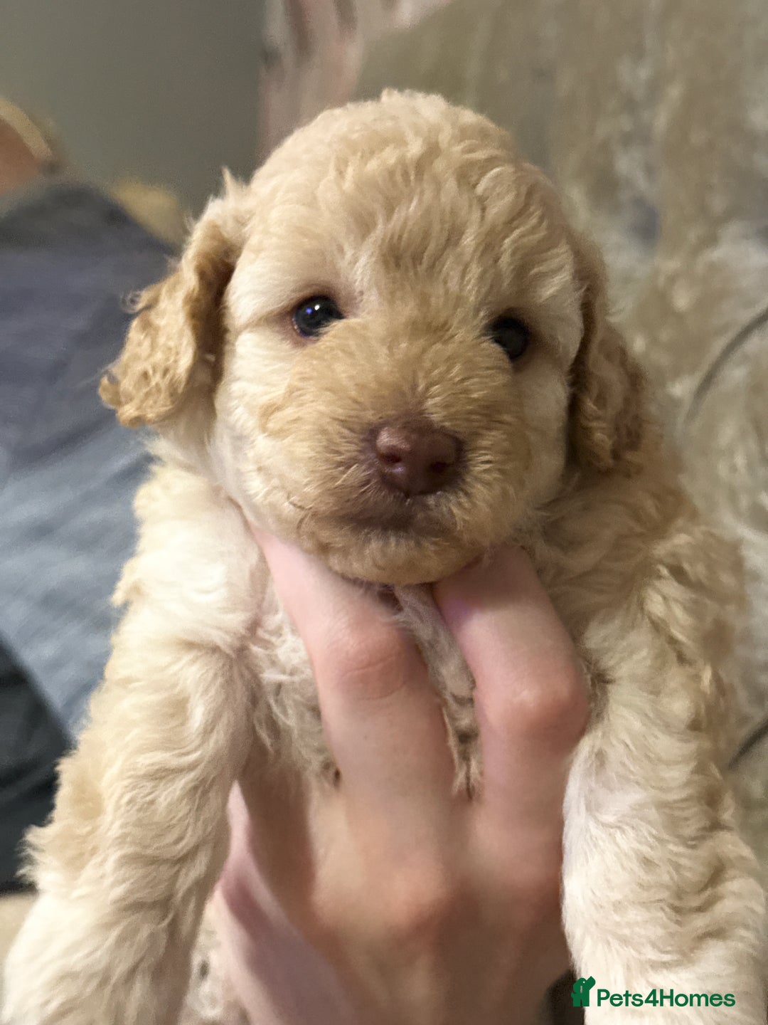 Toy Poodle dogs for sale: 2 beautiful toy poodle puppies READY NOW  - Image 3