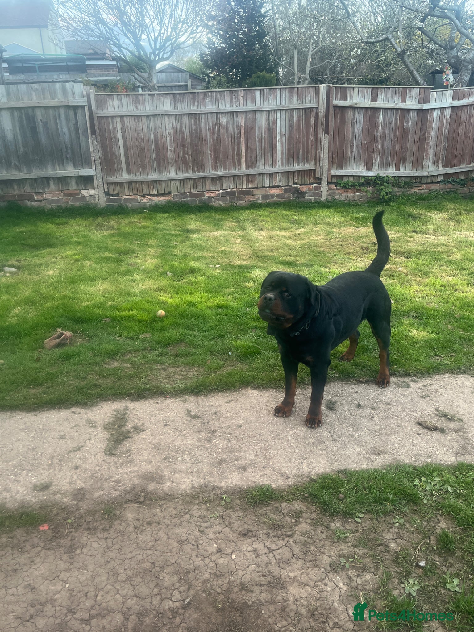 Rottweiler dogs Large KC registered Rottweiler to stud - Advert 1