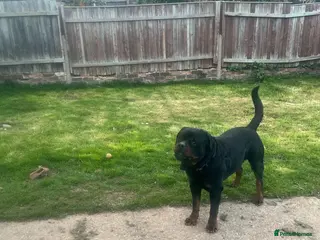 Rottweiler dogs Large KC registered Rottweiler to stud - Advert 3