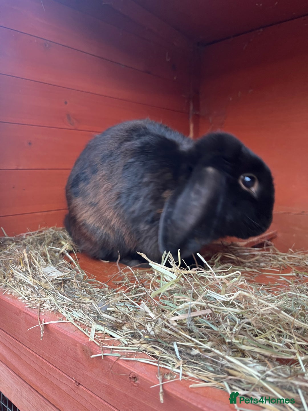 Mini Lop rabbits for sale: two male rabbits for sale  - Image 3