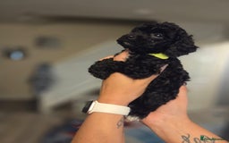 Cockapoo dogs for sale: Cockapoo - Image 2