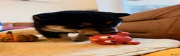 Japanese Shiba Inu dogs for sale: Kennel club registered Shiba Inu puppies  - Advert 32