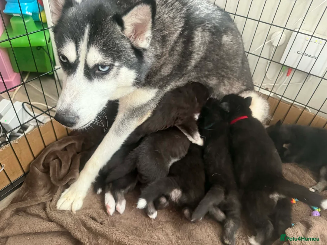 Siberian Husky dogs for sale: Purebred Siberian Husky Puppy's - Advert 2