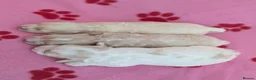 Maltipoo dogs for sale: Toy Maltipoo puppies - DNA health tested parents! - Advert 10