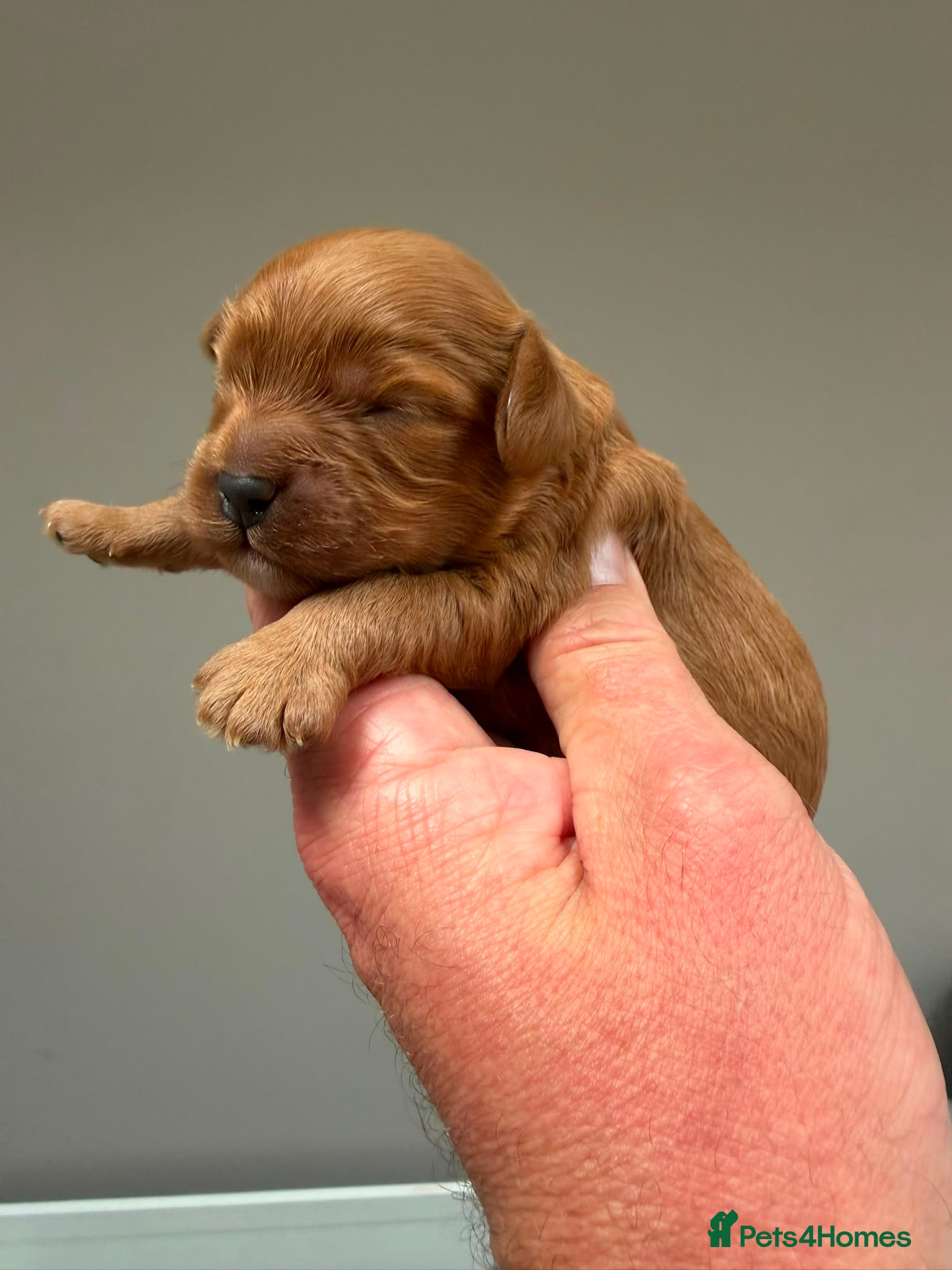 Cavapoo dogs Fox Red F1 Cavapoo’s  - Advert 2