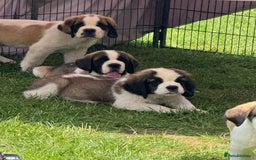 Saint Bernard dogs for sale: Rough male ready to leave  - Image 5