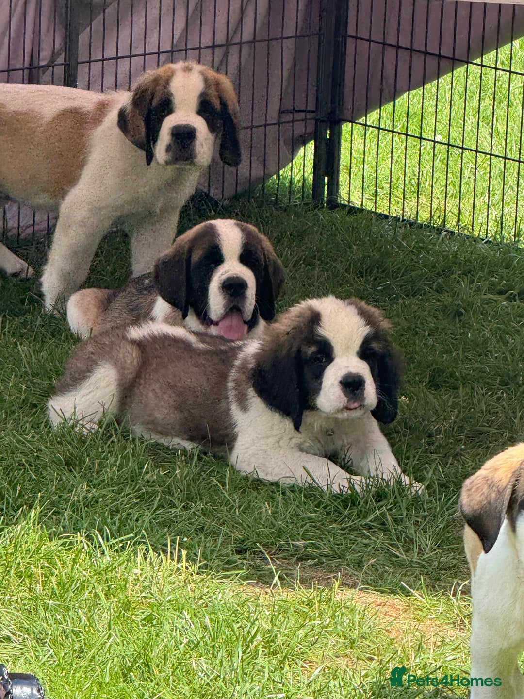 Saint Bernard dogs for sale: Rough male ready to leave  - Image 5