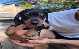 Dachshund dogs for sale: KC Reg Mini Smooth Pups (just two left) Black&Tan - Image 5