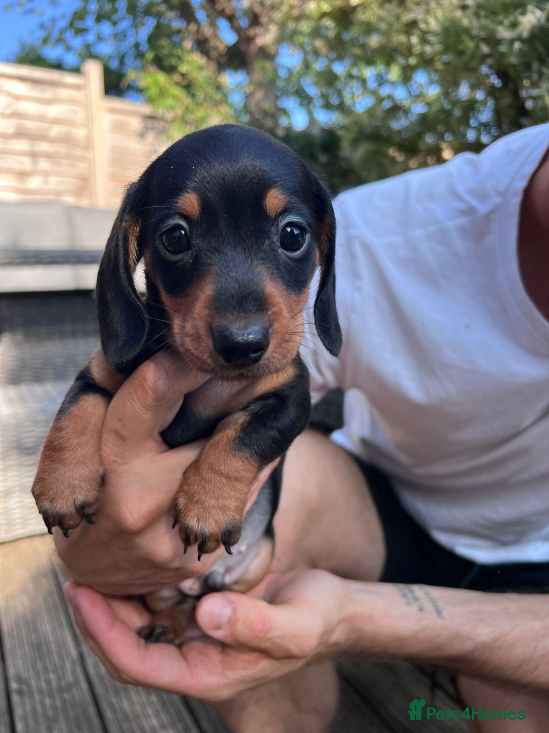 Dachshund dogs for sale: KC Reg Mini Smooth Pups (just two left) Black&Tan - Image 5