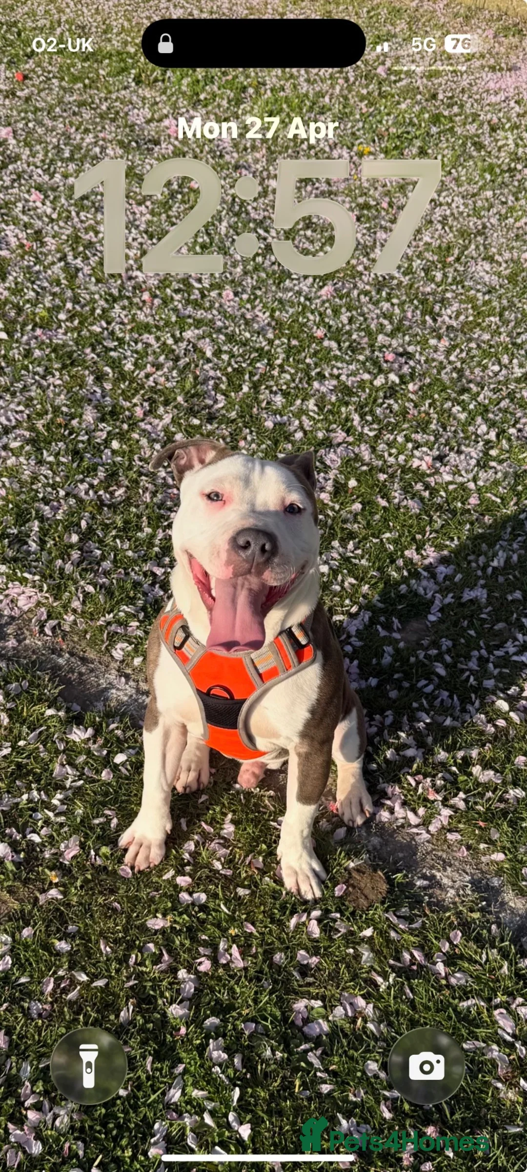 Staffordshire Bull Terrier dogs for stud: Up for stud  - Advert 9