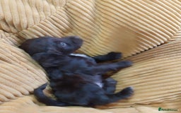 Cockapoo dogs for sale: Adorable Cockapoo puppies  - Image 17