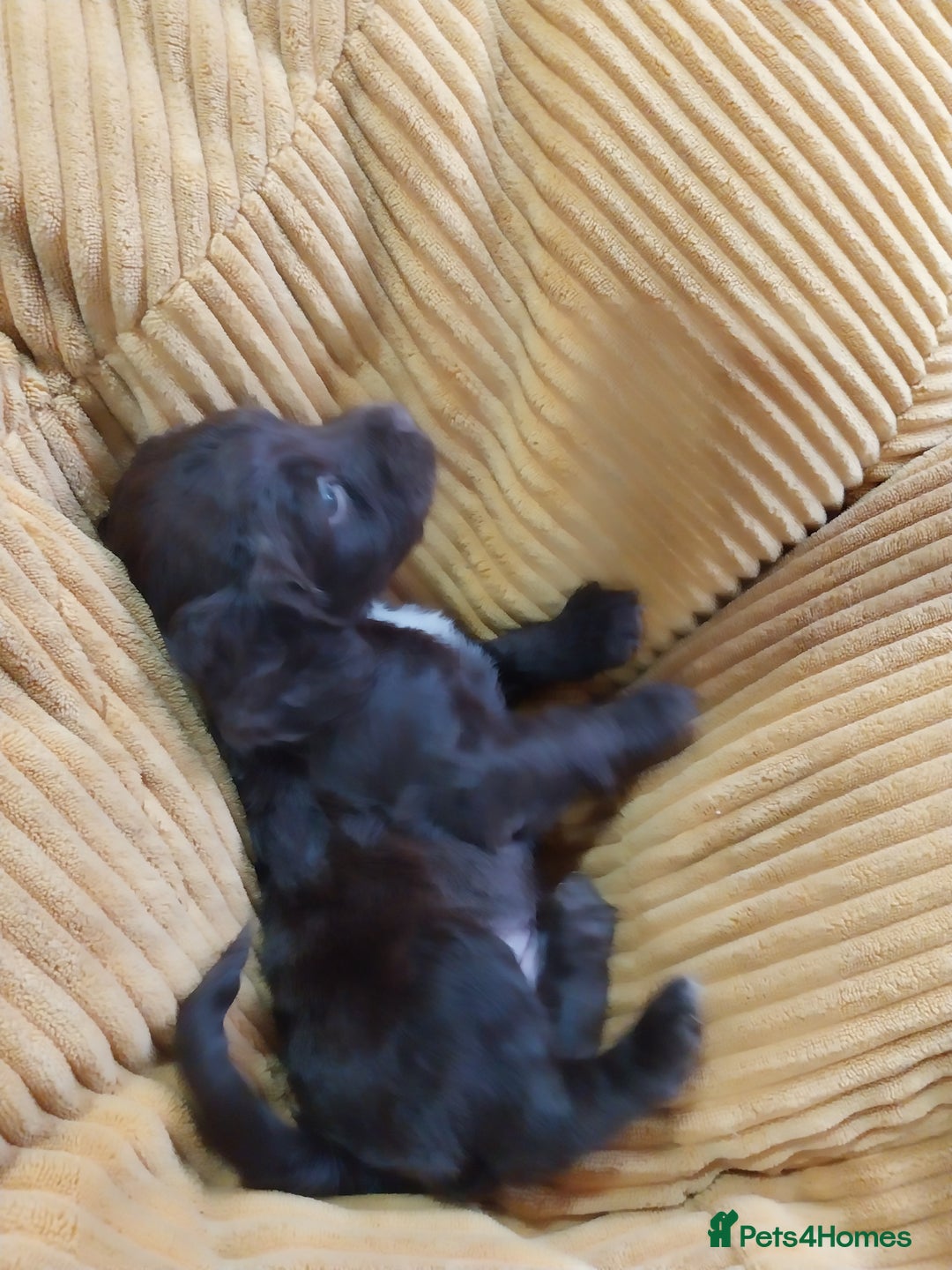 Cockapoo dogs for sale: Adorable Cockapoo puppies  - Image 17