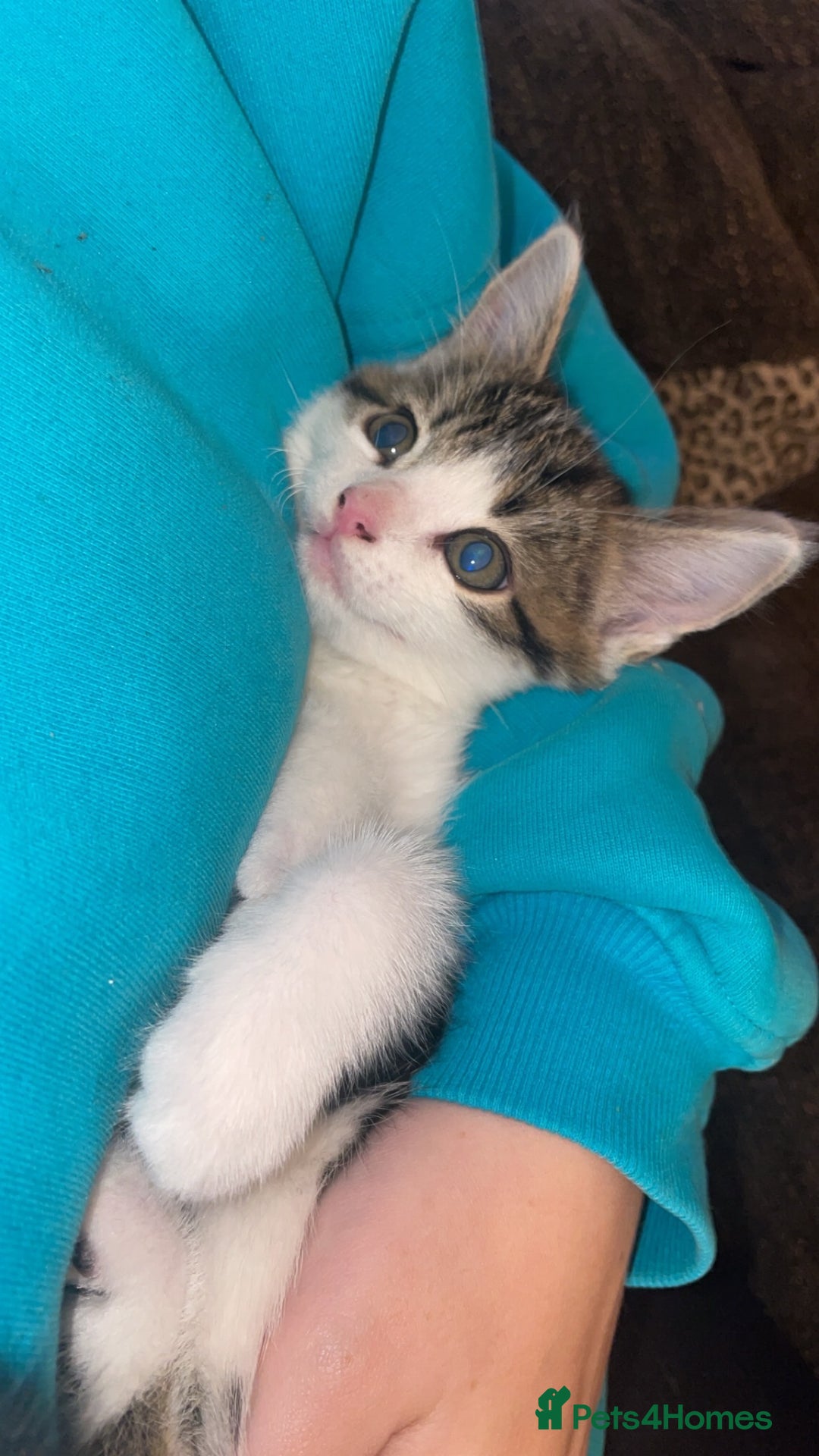 Domestic Shorthair cats for sale: Male kitten - Advert 2