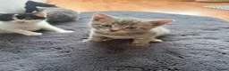 Mixed Breed cats for sale: Kittens looking forever home. - Advert 8