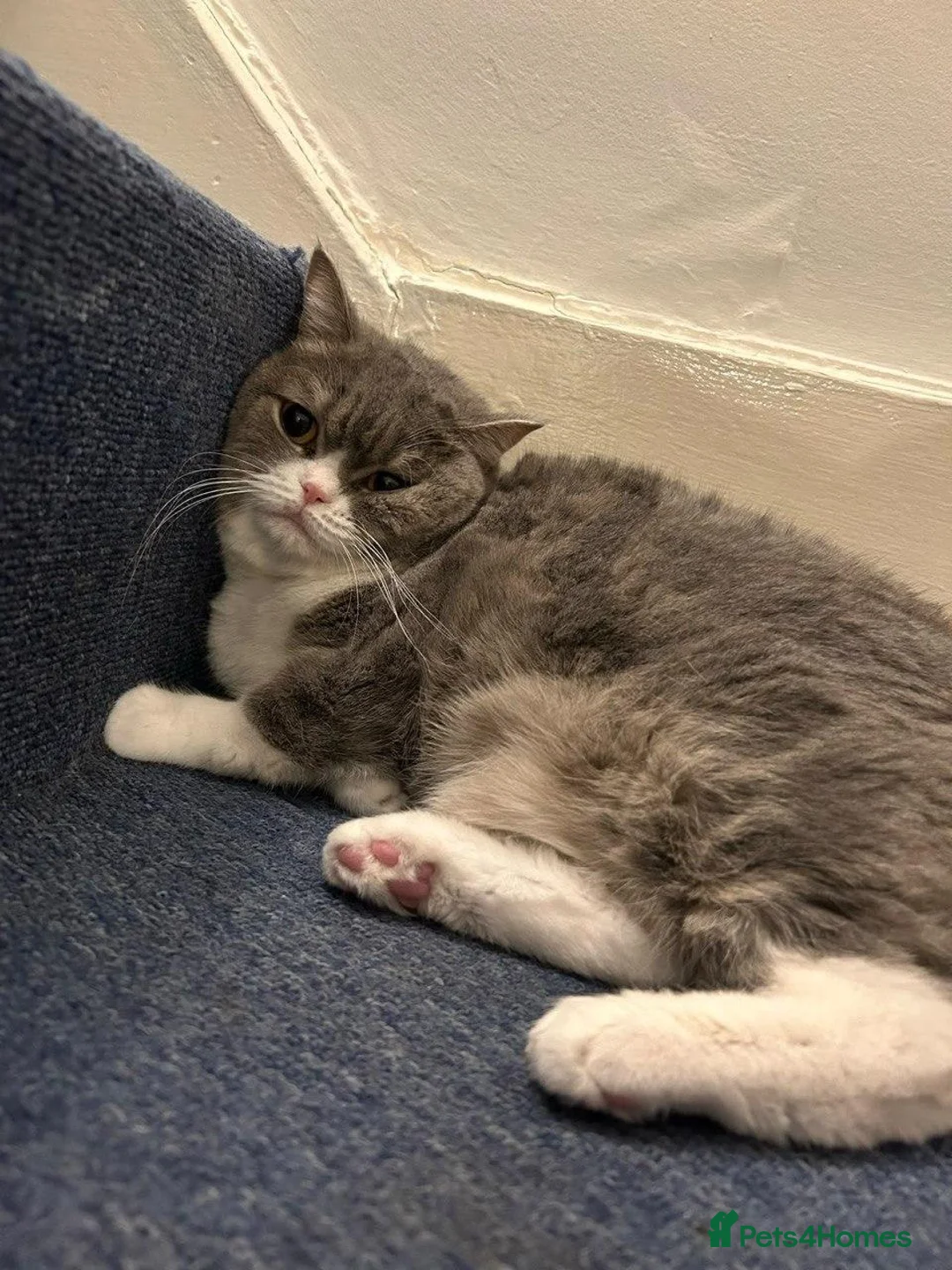 British Shorthair cats for sale: Nikaa in London - Advert 2