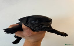 Mixed Breed dogs for sale: Terrier Puppies - Image 4