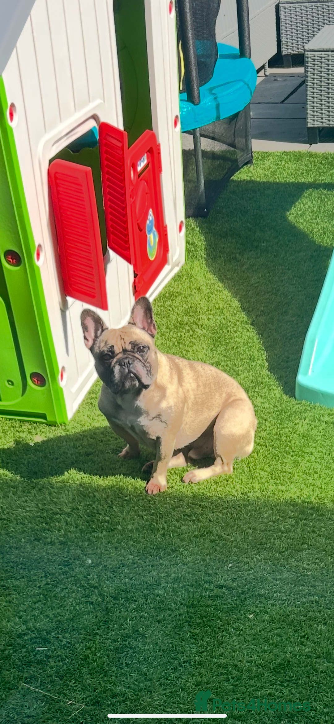 French Bulldog dogs for sale: Rocco - Image 3