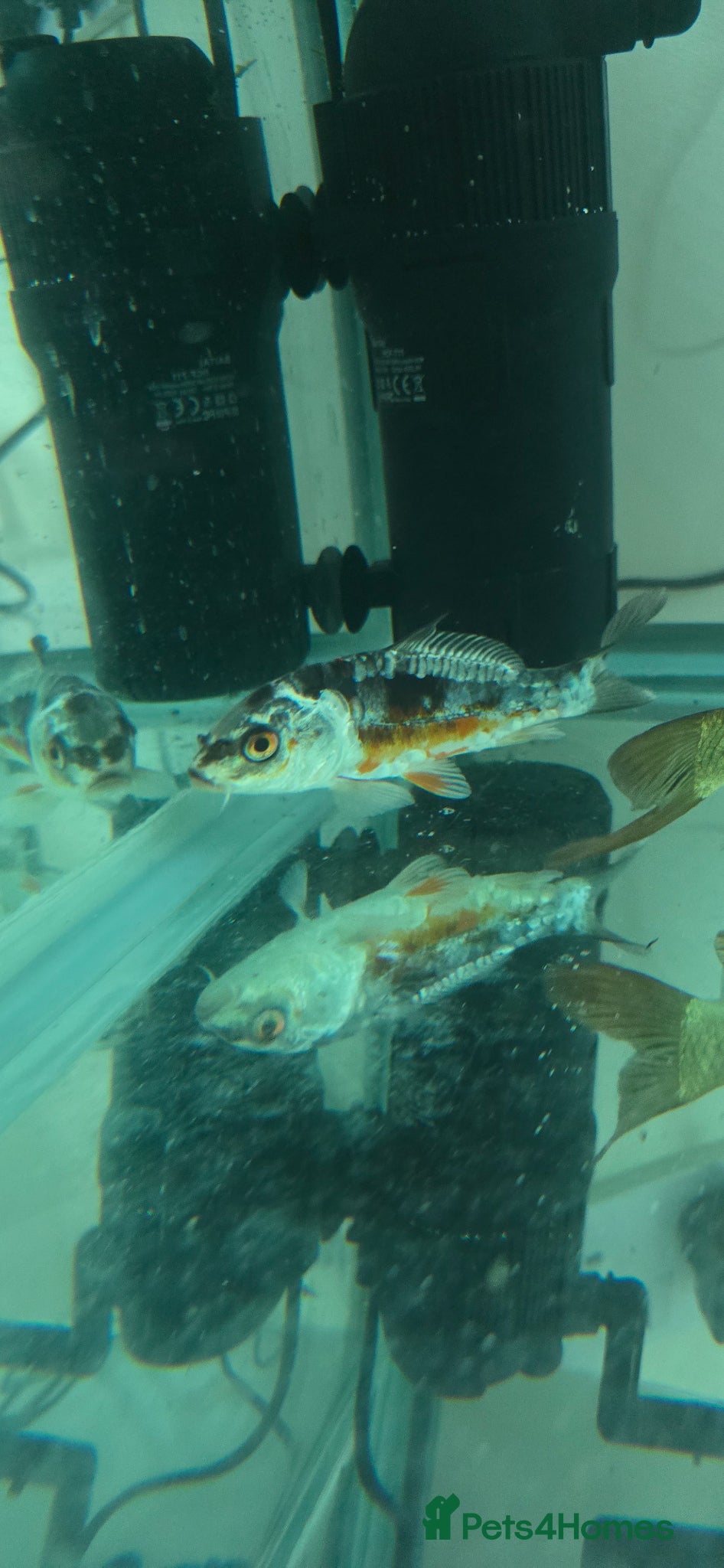 Koi Carp fish Ghost koi, Japanese koi and albino grass carp - Advert 1
